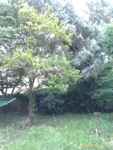 a tree in the middle of a yard at Hill Crescent in London