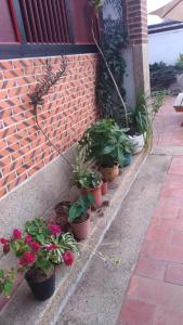 Zahrada ubytování Sunny's Home