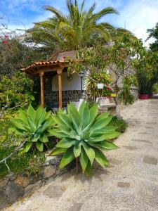 Zahrada ubytování Finca el Castillo