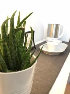 a plant in a white pot sitting on a table at Pep's Rooms by the sea in Trieste