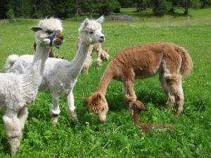 Altri animali domestici presso l'affittacamere o nei dintorni