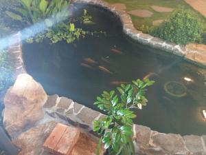 a pond with a bunch of fish in it at Yan Sha Wan B&B in Taitung City