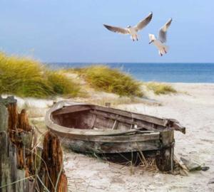 a bird flying next to a boat on the beach at Haus am Meer Ostsee Insel Rügen Fischerweg 3 Wlan in Glowe