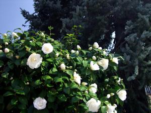 Gallery image of Apartment Casa Thuja in Ascona +10 photos