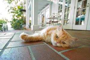 an orange cat laying on the floor of a building at The Gardens Hotel in Key West