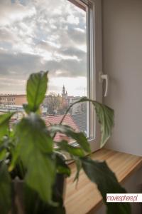 Μπαλκόνι ή βεράντα στο Apartamenty Centrum - Sunshine