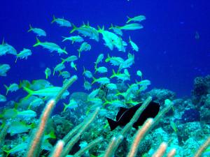 un groupe de poissons dans un aquarium de corail dans l'établissement Hollywood Beach Suites Turks and Caicos, à NCA