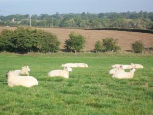 um efectivo de ovinos que jaz num campo de relva em The Forge em Corsham