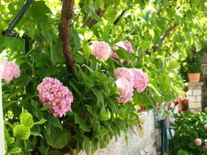 um arbusto de flores cor-de-rosa numa parede em Alaburic rooms & apartment em Mali Lošinj