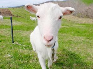 Tiere in der Pension oder in der Nähe