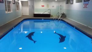 two dolphins swimming in a pool in an indoor swimming pool at FairBridge Inn & Suites in Leavenworth