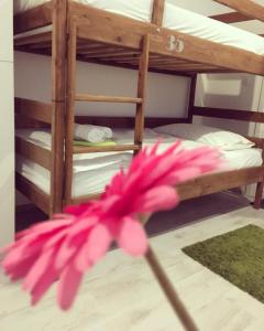 a pink flower in front of a bunk bed at Hostel Poolside Zagreb in Zagreb