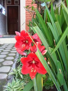 Zahrada ubytování Taman Ayu Homestay Munduk Mitra RedDoorz