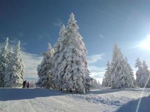 a group of christmas trees covered in snow at Apartment Sara in Vitanje