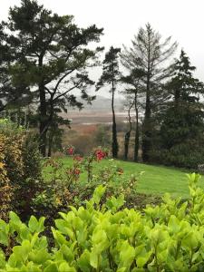 a garden with trees and green grass and flowers at Mick's Cottage in Loughrea