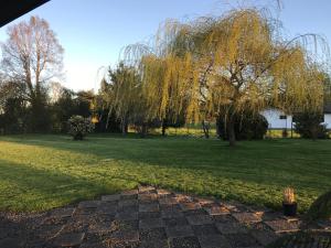 widok na dziedziniec z drzewem i trawą w obiekcie Casa Los Notros w mieście Osorno