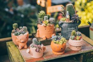 um grupo de vasos de plantas sentados sobre uma mesa em olive-tree village em Nanzhuang