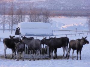Photo de la galerie de l'établissement Ofelaš Islandshästar & Guideservice, à Kiruna