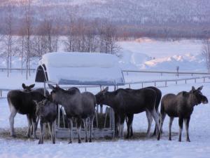 キルナにあるOfelaš Islandshästar & Guideserviceの雪中の餌付けに立つ馬の群れ