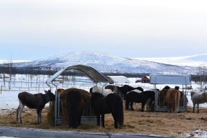 a group of horses eating hay from a feeder at Ofelaš Islandshästar & Guideservice in Kiruna