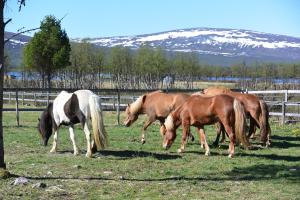 a group of horses standing in a field at Ofelaš Islandshästar & Guideservice in Kiruna