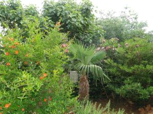 a palm tree in the middle of a garden at Villa Agava in Vrboska