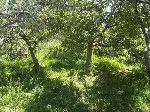Fotografie z fotogalerie ubytování Villa Valentina Issyk-Kul v destinaci Grigor'yevka