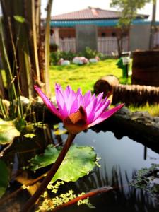 Taman di luar Smilingface guesthouse