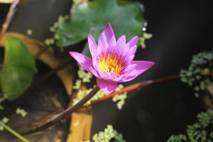 Taman di luar Smilingface guesthouse
