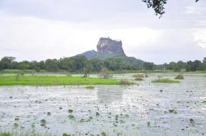 a large field with a mountain in the background at Rock Lake Home Stay in Sigiriya