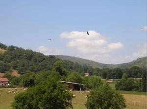 a herd of animals grazing in a field with a kite at Chambres d'Hôtes Oyhanartia in Larceveau-Arros-Cibits
