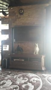 a white cat sitting on a table in front of a television at Dom v Belovezhskoi Pushcie in Kamenyuky