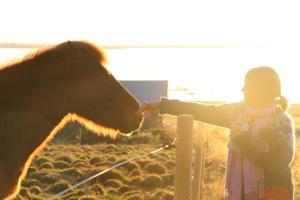 a young boy standing next to a brown horse near a fence at Esjan in Kjalarnes