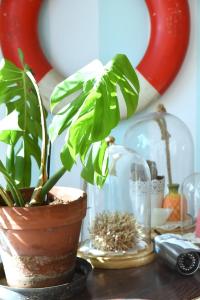 a plant in a pot sitting on a table at B&B Il Tentacolo in Ventimiglia