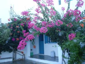 A garden outside Kolona Studios