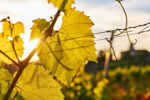 Vonkajšia záhrada v ubytovaní LOISIUM Wine & Spa Hotel Südsteiermark