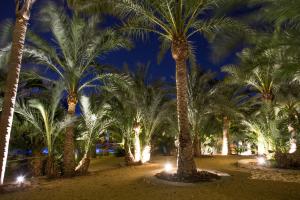 a row of palm trees at night at Apartamentos El Palmeral de Madaria in Alicante
