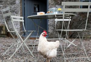 a chicken standing in front of a table and chairs at Drovers Rest Farm Stay in Hay-on-Wye