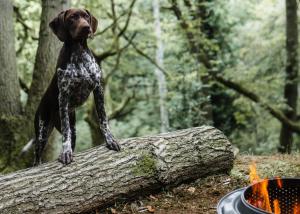 a statue of a dog standing on top of a log at Drovers Rest Farm Stay in Hay-on-Wye