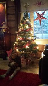 イナリにあるInari Juutuaのクリスマスの木前に座る少女