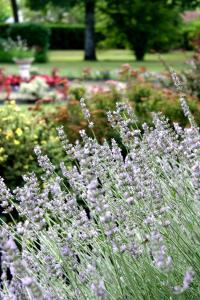 Photo de la galerie de l'établissement Auberge des Pins - Teritoria, à Sabres