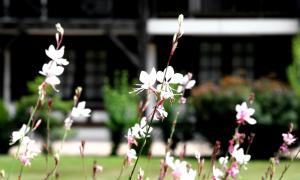 Photo de la galerie de l'établissement Auberge des Pins - Teritoria, à Sabres 30 autres photos