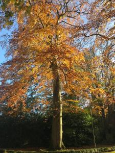 Foto dalla galleria di Leixlip Manor Hotel a Leixlip