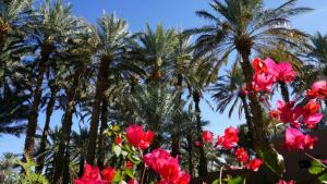 a group of palm trees and pink flowers at Ecolodge du Draa in Ouled Otmane
