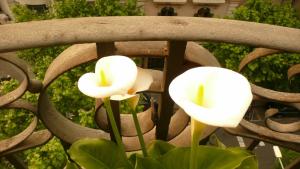 Ein Garten an der Unterkunft Balcones y Vistas en el Centro de la Ciudad