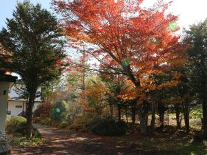 a group of trees with autumn leaves on them at Pension Eden in Naganohara