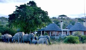 a herd of elephants walking in front of a house at Nambiti Plains in Nambiti Private Game Reserve