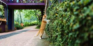 un gatto è in piedi sul lato di un muro di olive-tree village a Nanzhuang