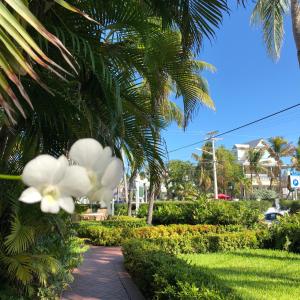 
a white flower sitting in the middle of a palm tree at Southernmost Point Guest House in Key West
