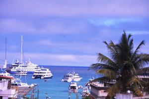 a group of boats docked in a harbor with a palm tree at Hostal Muyuyo in Puerto Ayora